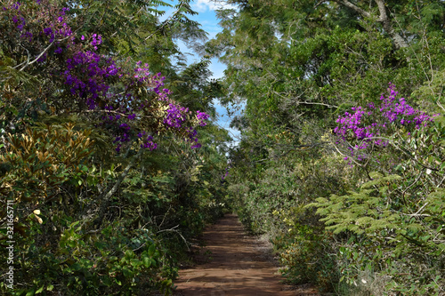 Fototapeta Naklejka Na Ścianę i Meble -  Estrada de terra através de floresta de Cerrado. Árvore com flor roxa