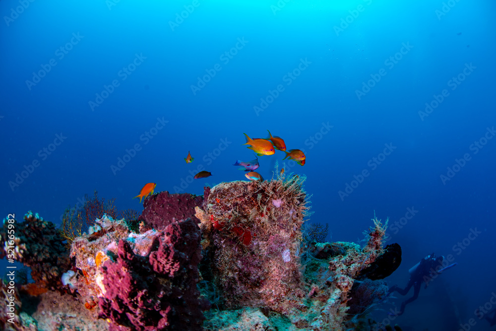 Naklejka premium Anthias fish swimming over the bow of an underwater wreck