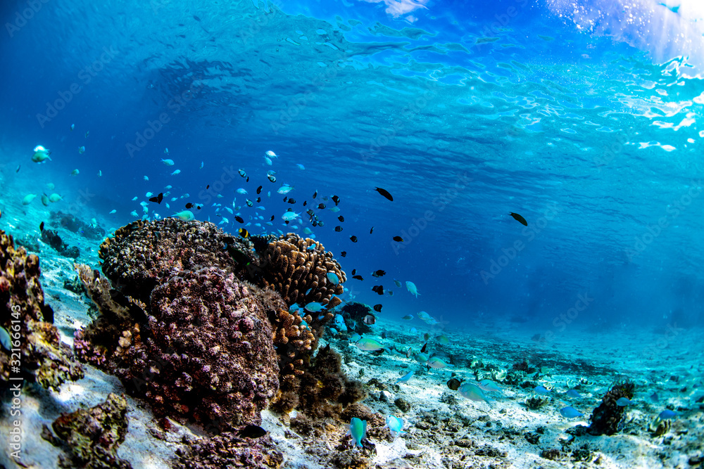 Blue chromis fish swimming near a coral head in Tonga