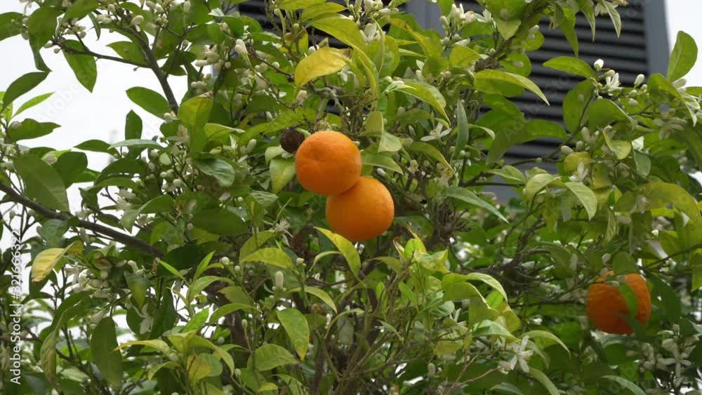 Fresh, juicy, healthy oranges growing on the tree. Fresh, juicy, healthy oranges growing on the tree.
