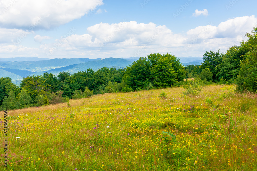 mountain meadow. beech forest on the edge of a hill. wonderful summer landscape with fluffy clouds on a blue sky. wild herbs among the grass. ridge rolling in to the distance
