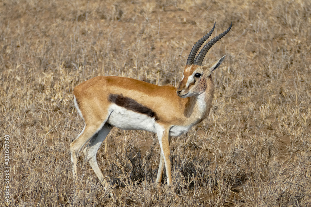 a worried springbock monitors the environment in the savannah in Tanzania a worried springbock monitors the environment in the savannah in Tanzania