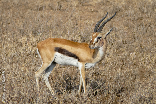 a worried springbock monitors the environment in the savannah in Tanzania