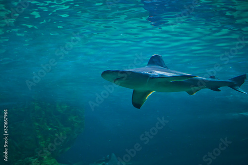 Valokuva Great white shark at the Madrid Zoo Aquarium