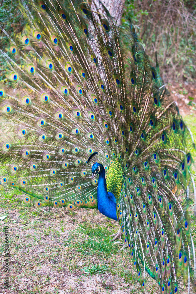 Obraz premium Beautiful peacock with spread tail