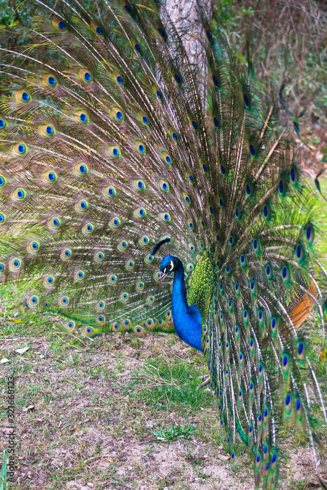 Obraz premium Beautiful peacock with spread tail