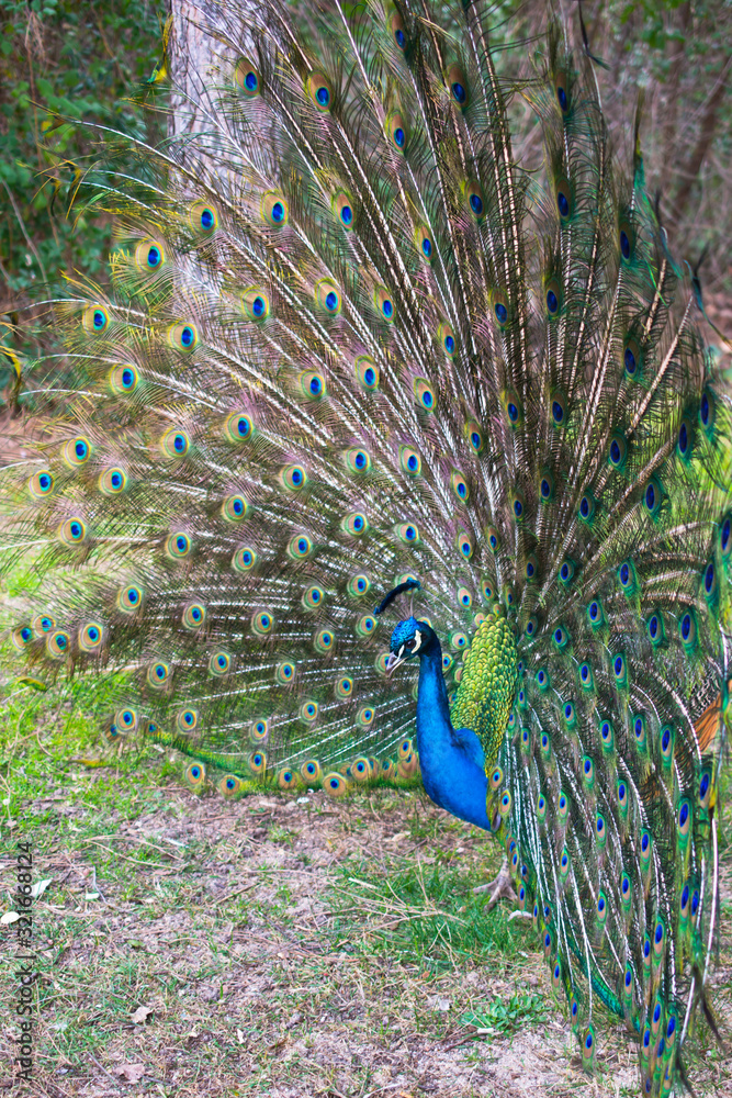 Obraz premium Beautiful peacock with spread tail