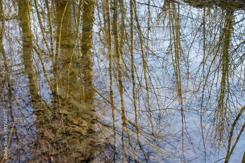 reflet dans l'eau d'arbres. reflection in the water of trees