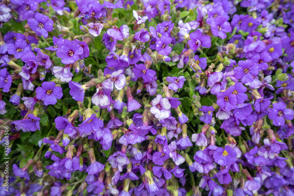 Lovely small violet and small green leafs for background, copy space, wallpaper Lovely small violet and small green leafs for background, copy space, wallpaper