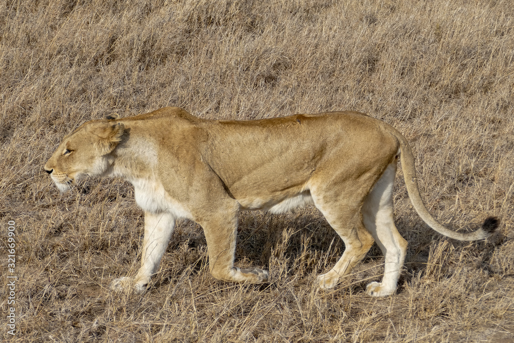 A lioness walks in the savannah and rests, Serengeti, Tanzania A lioness walks in the savannah and rests, Serengeti, Tanzania