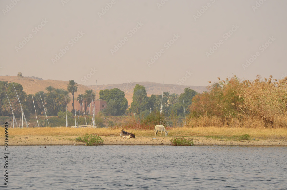 Naklejka premium Sand dunes on the Coastline of the Nile river part called First Cataract, Aswan, Egypt with Felucca around. Donkey resting on the du