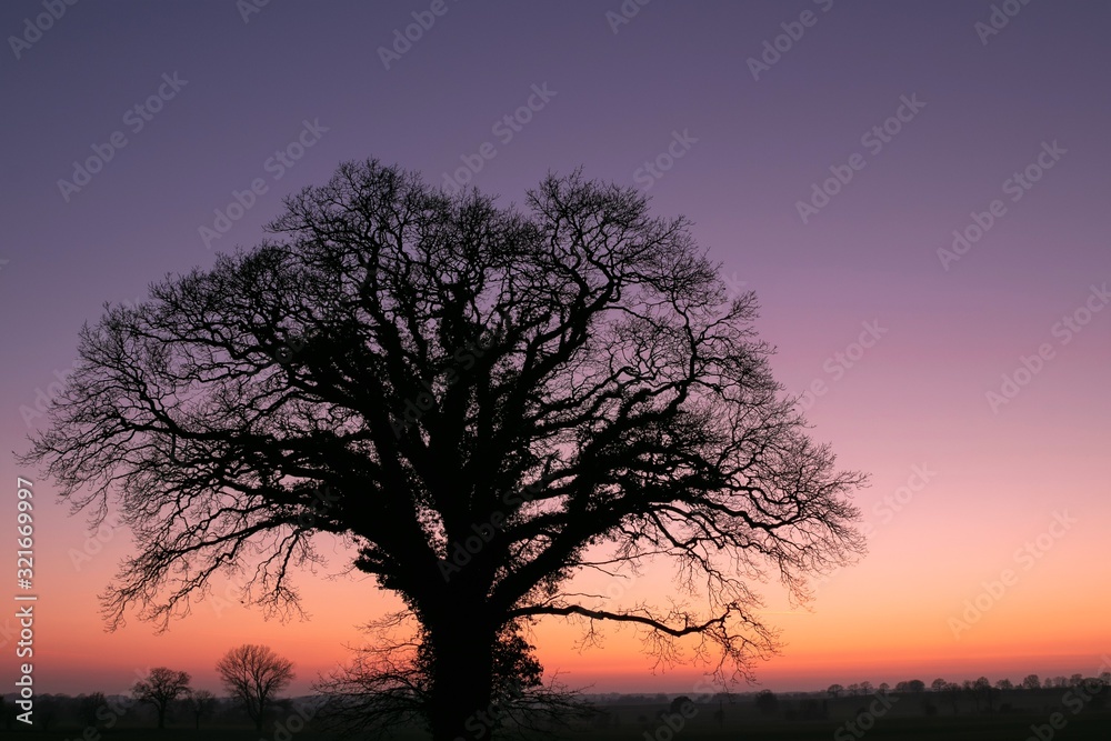 tree with pastel colored sky at dawn in winter tree with pastel colored sky at dawn in winter