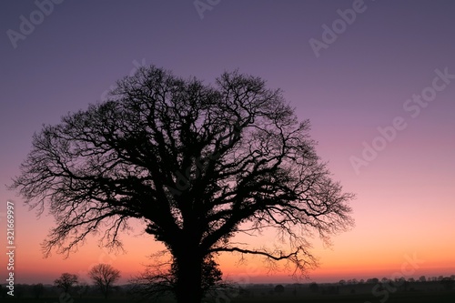 tree with pastel colored sky at dawn in winter © Lars Gieger
