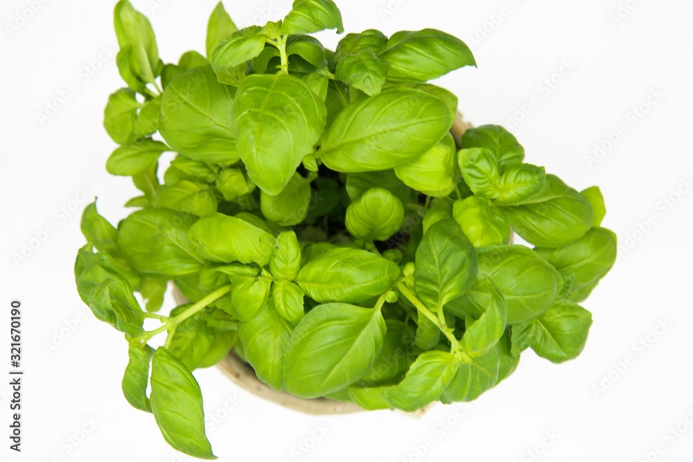 High angle view on isoalted basil plant, white background