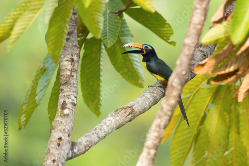 Lettered aracari (Pteroglossus inscriptus), is a species of bird in the toucan family.