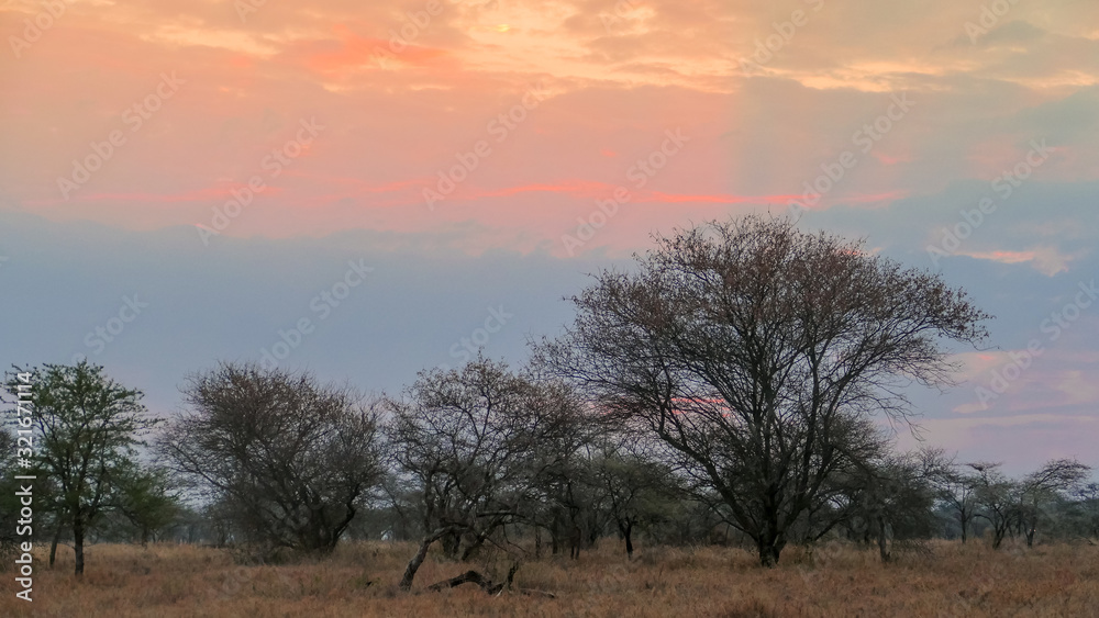 savannah landscape at the beginning of the day in Tanzania savannah landscape at the beginning of the day in Tanzania