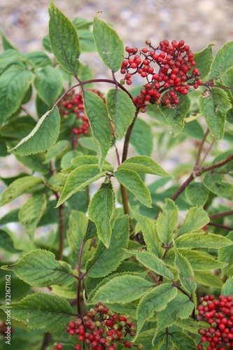 ambucus racemosa, red elderberry, ripe red berries on a branch. Red berries of a bunch and leaves. Green bush with berries. photo