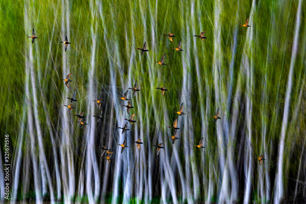 Birds. Motion nature blur background. 