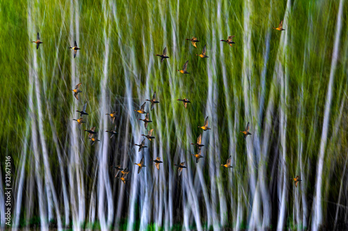 Birds. Motion nature blur background. 