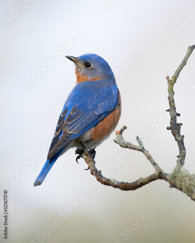 Eastern Bluebird on Branch © mattcuda