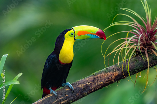 Ramphastos sulfuratus, Keel-billed toucan The bird is perched on the branch in nice wildlife natural environment of Costa Rica © vaclav