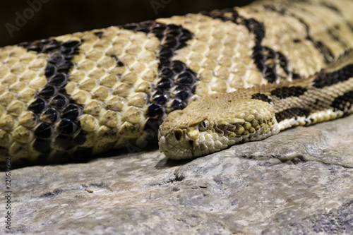 Photography Timber Rattlensnake