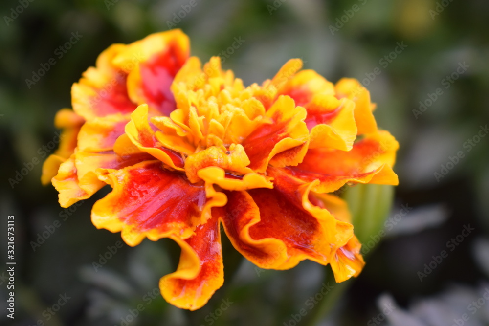 a close up view of a flower with red and orange colors mixed petals a close up view of a flower with red and orange colors mixed petals