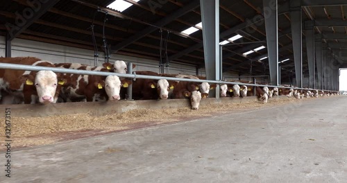 Landwirtschaft - Rindermast,  30sekündiges 4K Video von jungen Fressern für die spätere Bullenmast