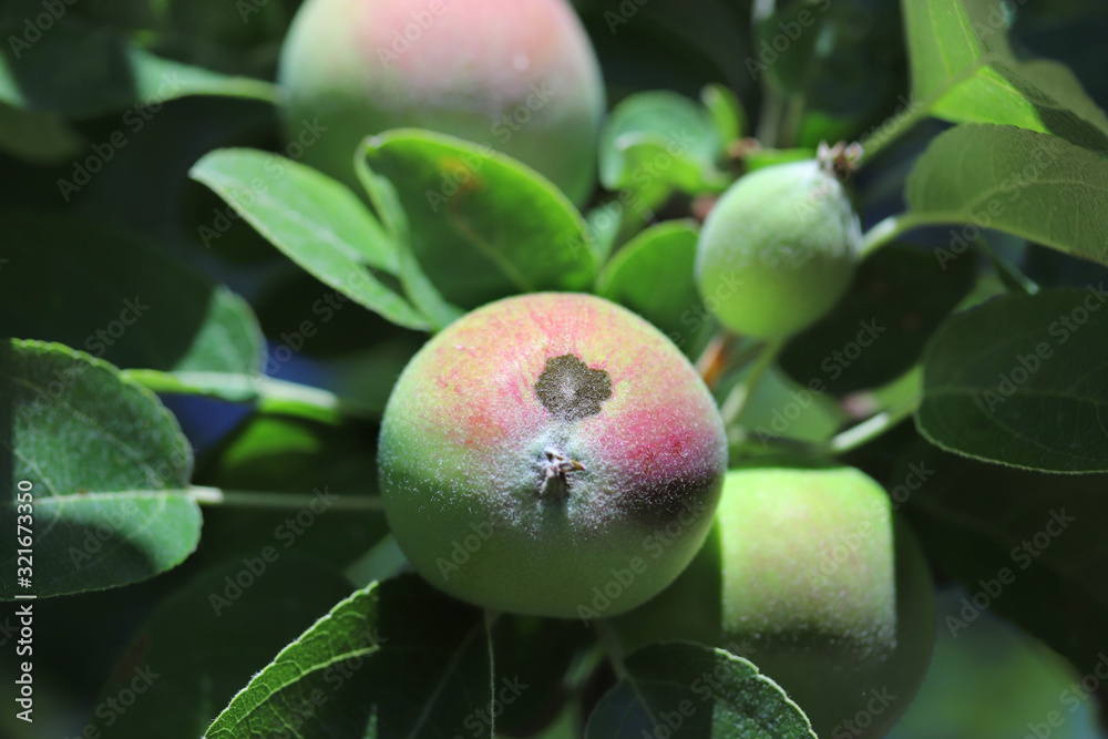 Stippe Apple scab , sooty blotch Venturia inaequalis . Apple diseases . Brown ...