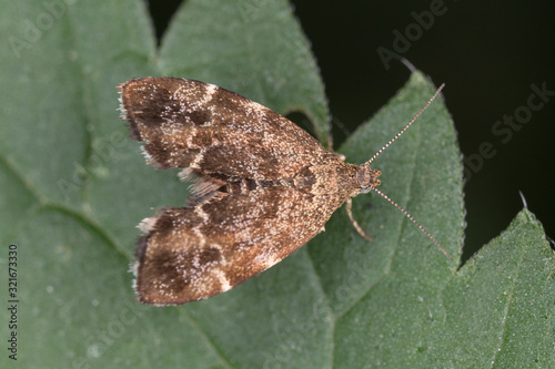 Anthophila fabriciana, also known as the common nettle-tap, is a moth of the family Choreutidae. photo