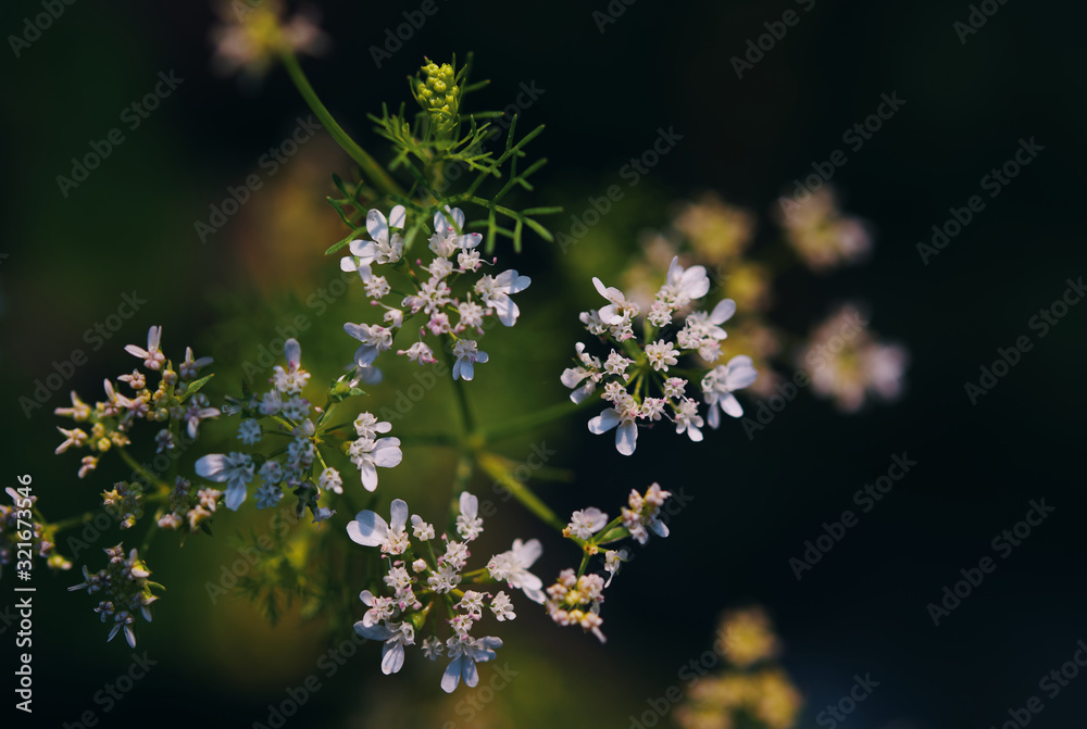 The tiny white flower of the coriander The tiny white flower of the coriander