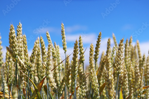 Dojrzałe kłosy zboża na polu w słoneczny dzień, pszenica gotowa do koszenia