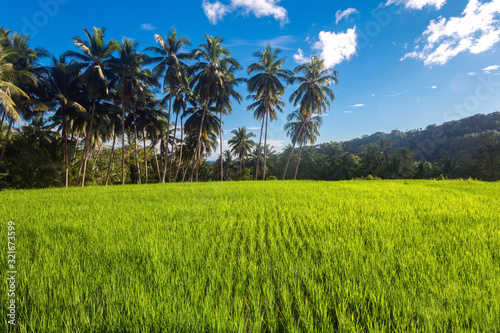 Beautiful landscape of green rice field plantation with palms, blue sky
