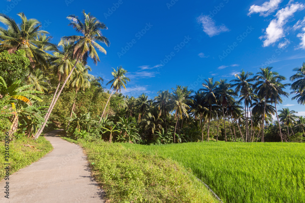 Beautiful landscape of green rice field plantation with palms and countryside road, blue sky