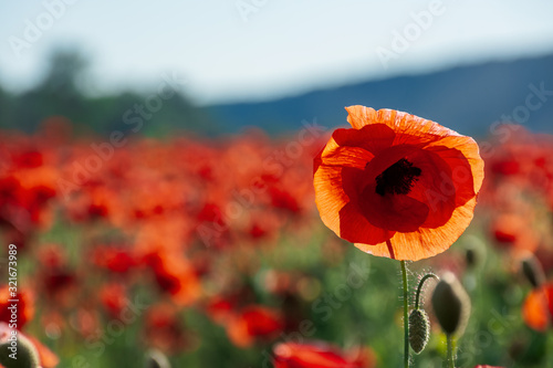 Fotografie open bud of red poppy flower in the field