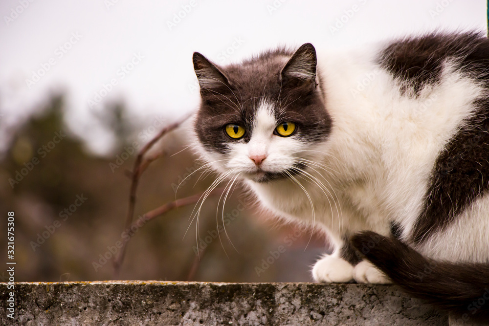 SleepyBlack and white cat sits on a fence against the sky.
