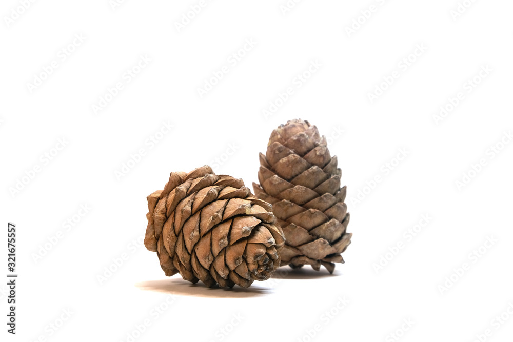 2 pinecones 2 pinecones