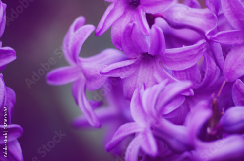 Wonderful hyacinth flowers bloom outdoors in spring on a sunny day