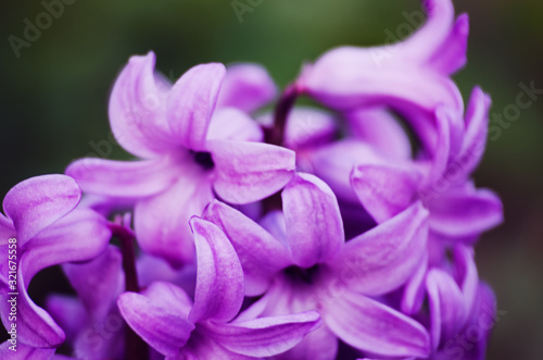Fototapeta Naklejka Na Ścianę i Meble -  Wonderful hyacinth flowers bloom outdoors in spring on a sunny day