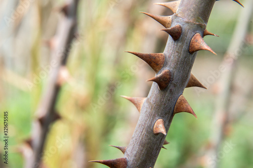 branch with thorns of a tree in spring	 photo