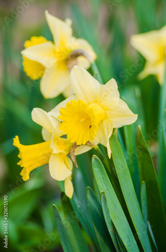 Wonderful daffodil flowers bloom in spring outdoors