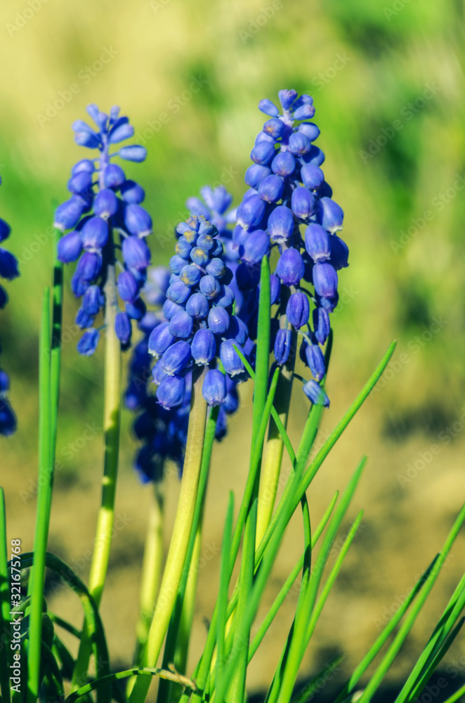 Little spring blue Muscari flowers bloom outdoors Little spring blue Muscari flowers bloom outdoors