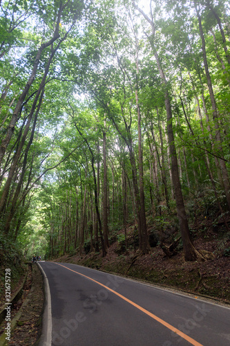 Canvas Print Mahogany Man-Made Forest in Bilar, Bohol, Philippines