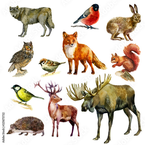 Watercolor illustration, set. Forest animals and birds. Squirrel, wolf, fox, hare, hedgehog, deer, elk, bullfinch, sparrow, tit, owl © Margosoleil