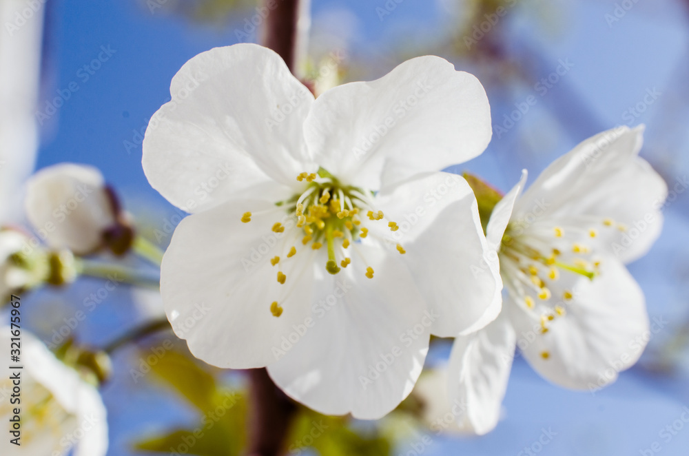 Lovely delicate cherry blossom in warm spring weather for background