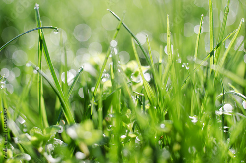 Little drops of dew on the grass and a beautiful bokeh on a background