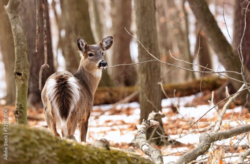 Billede på lærred White tailed deer, doe and fawn near city park in Wisconsin