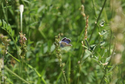 butterfly on a flower