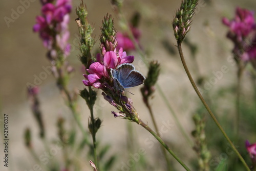 butterfly on flower
