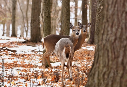 Fotografering White tailed deer, doe and fawn near city park in Wisconsin